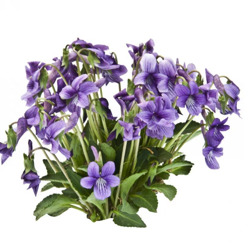 紫花地丁种子四季易种活的阳台盆栽庭院花卉绿植物种子花海花