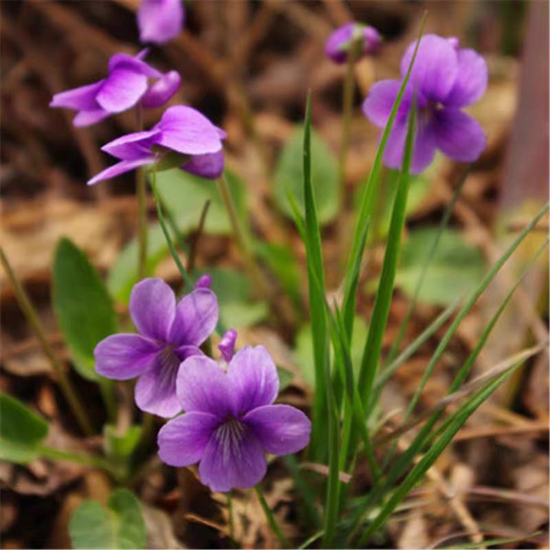 紫花地丁种子四季易种活的阳台盆栽庭院花卉绿植物种子花海花