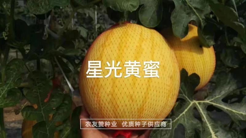 特色西瓜品种星光黄蜜金黄皮红肉西瓜种子高糖皮薄大红瓤西瓜