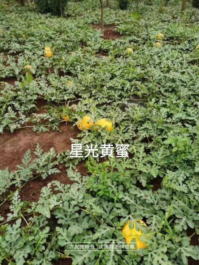 特色西瓜品种星光黄蜜金黄皮红肉西瓜种子高糖皮薄大红瓤西瓜