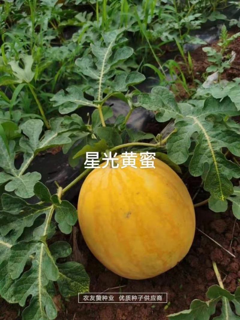特色西瓜品种星光黄蜜金黄皮红肉西瓜种子高糖皮薄大红瓤西瓜