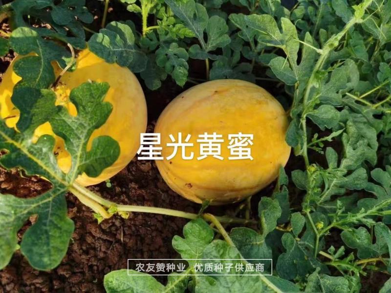 特色西瓜品种星光黄蜜金黄皮红肉西瓜种子高糖皮薄大红瓤西瓜