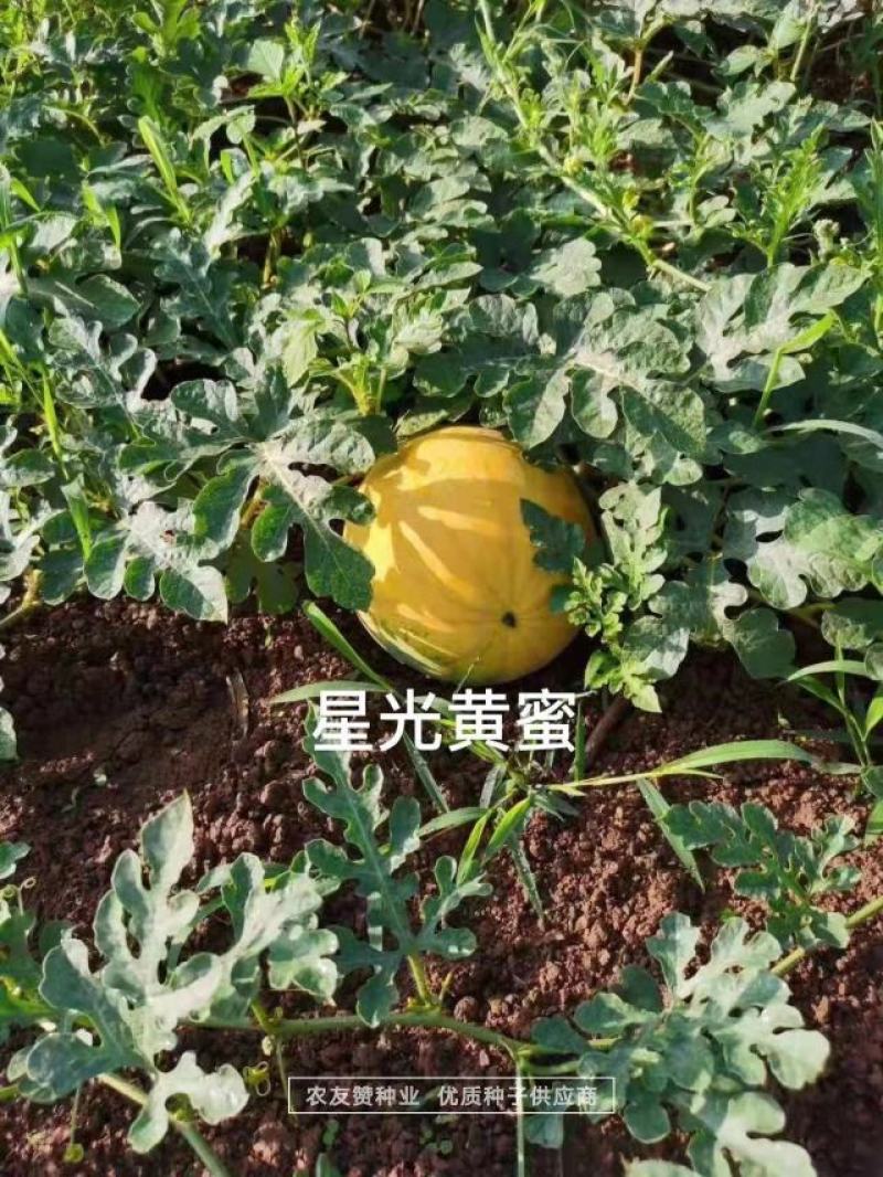 特色西瓜品种星光黄蜜金黄皮红肉西瓜种子高糖皮薄大红瓤西瓜