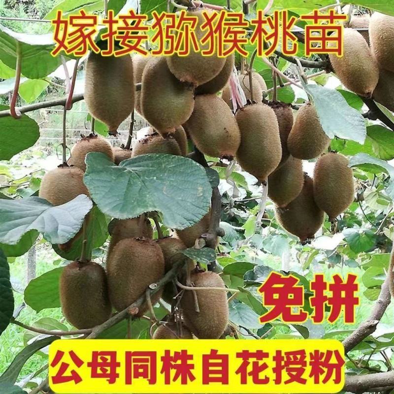 猕胡桃苗红黄心猕猴桃正宗嫁接优质精品苗现挖现发包成活