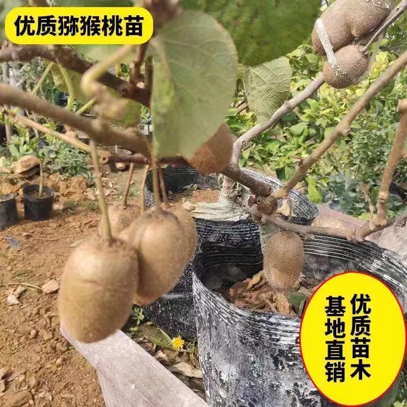 猕胡桃苗红黄心猕猴桃正宗嫁接优质精品苗现挖现发包成活