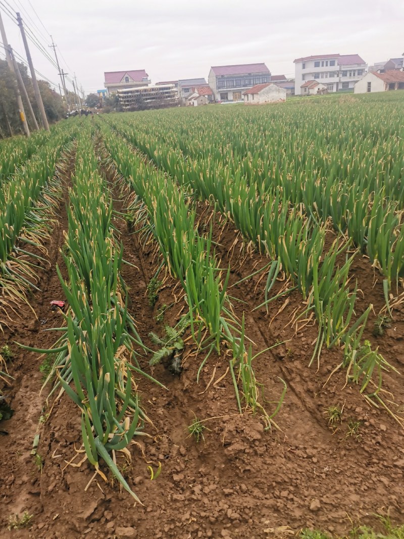 南通优质大葱精品货源