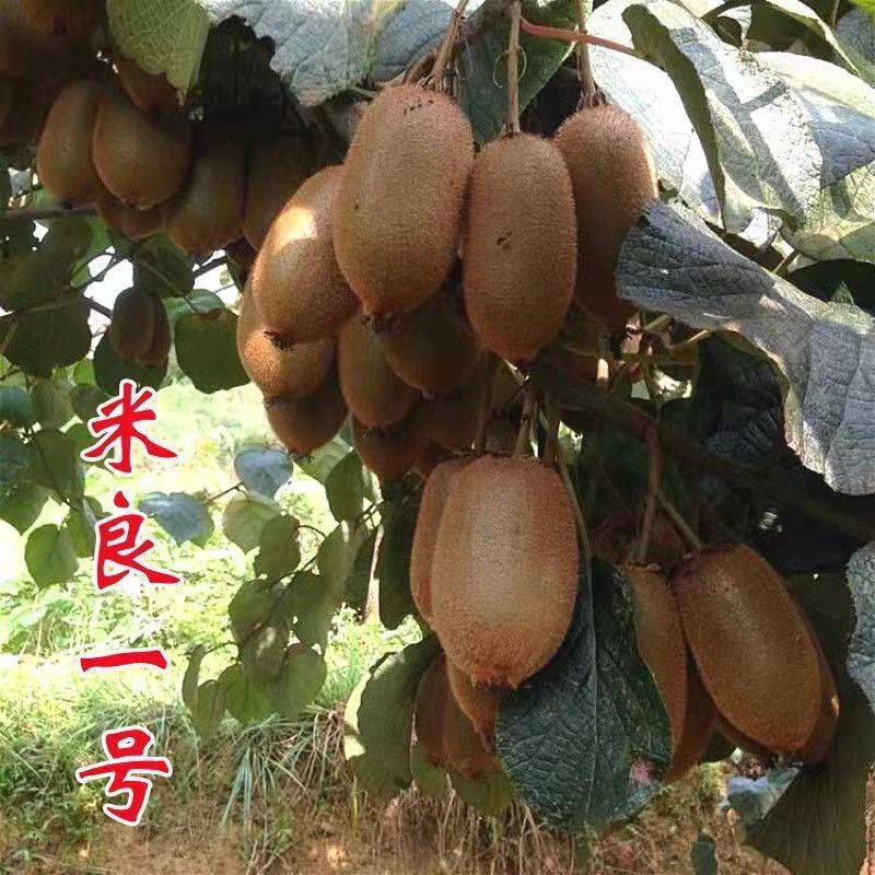 猕猴桃苗正宗嫁接红黄青优质苗当年结果苗现挖现发包成活