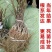 猕猴桃苗正宗嫁接红黄青优质苗当年结果苗现挖现发包成活