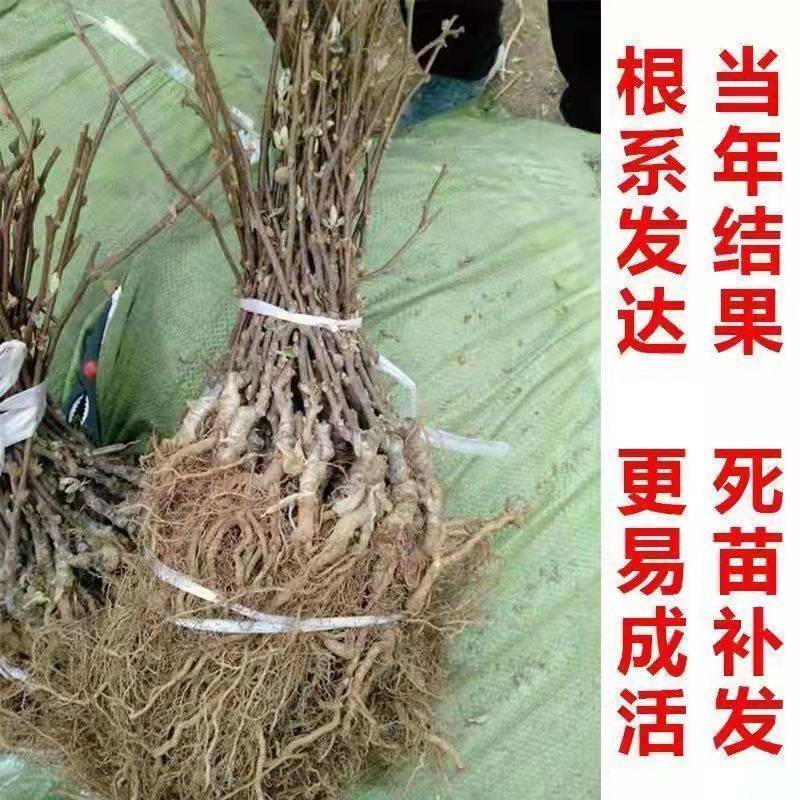 猕猴桃苗正宗嫁接红黄青优质苗当年结果苗现挖现发包成活
