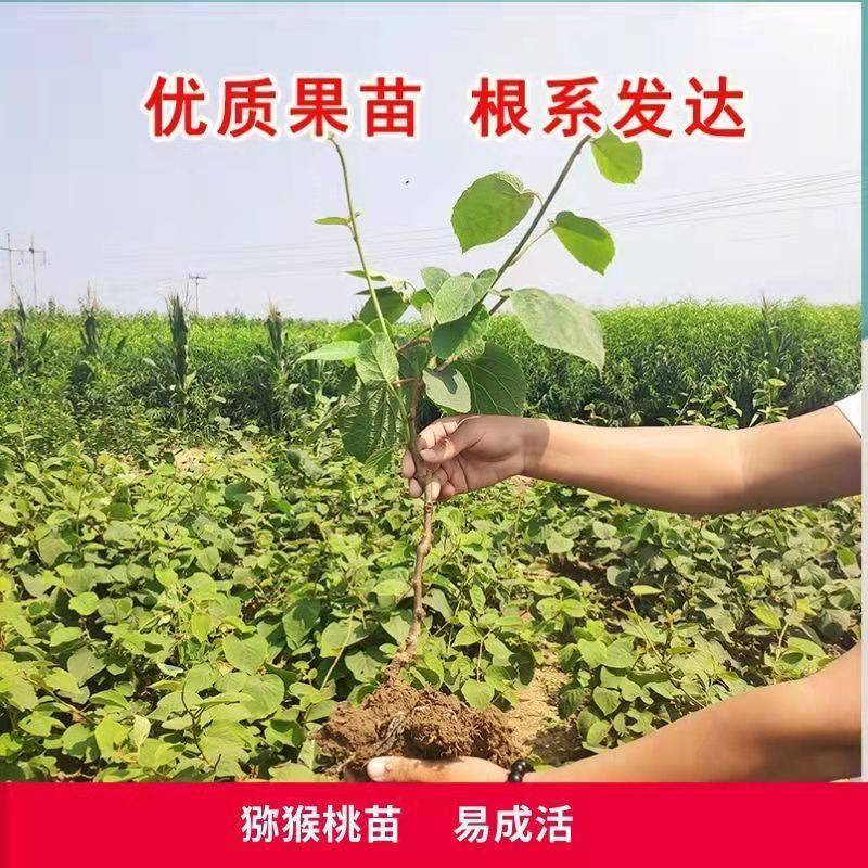 猕猴桃苗正宗嫁接红黄青优质苗当年结果苗现挖现发包成活