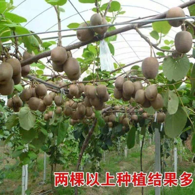 猕猴桃苗正宗嫁接红黄青优质苗当年结果苗现挖现发包成活