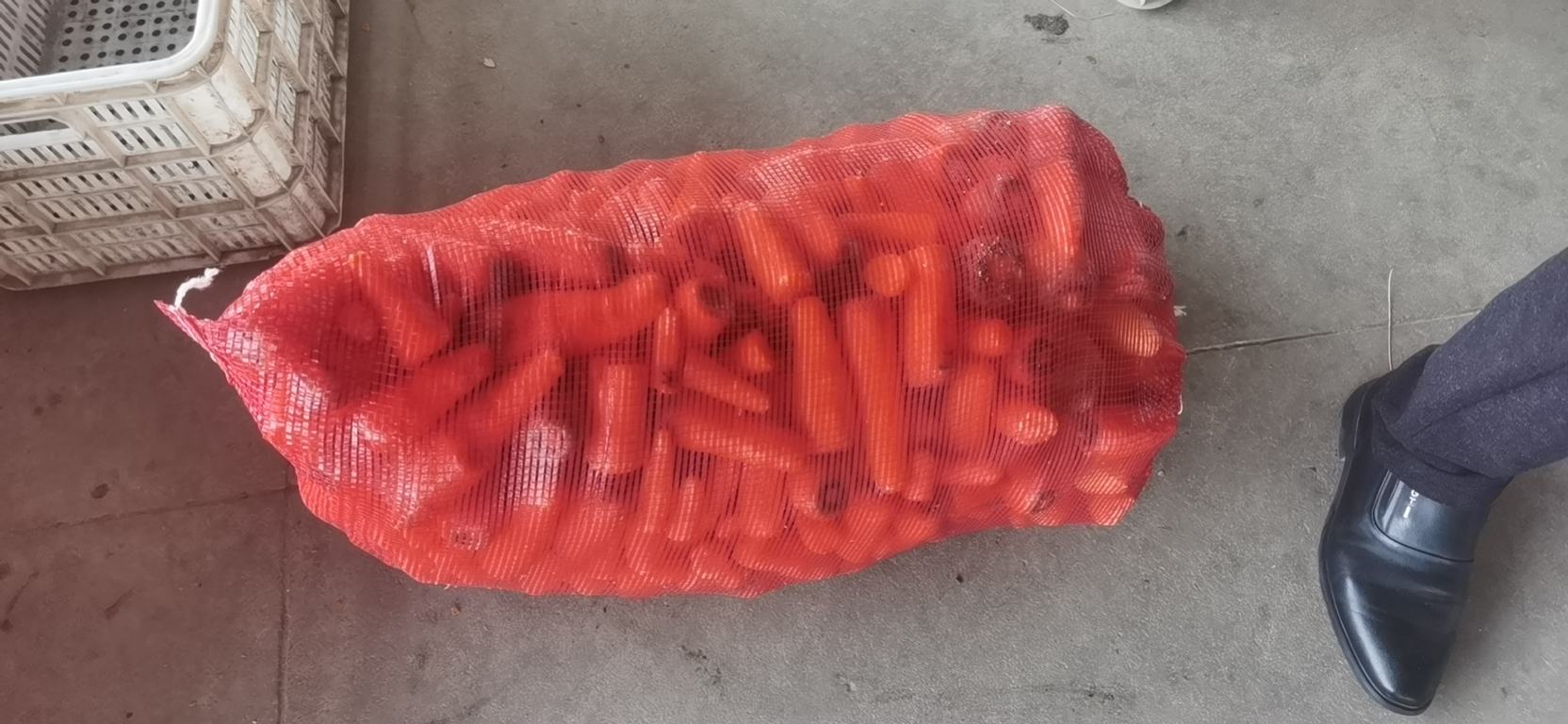 胡萝卜在夏季种植