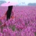 千屈菜种子四季易活多年生宿根花种子水钟柳种子庭院室外耐寒