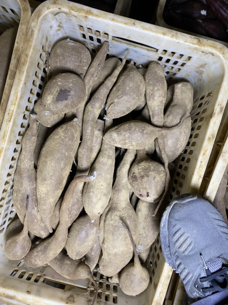 红薯-紫薯可供电商一手货源可以全国发货