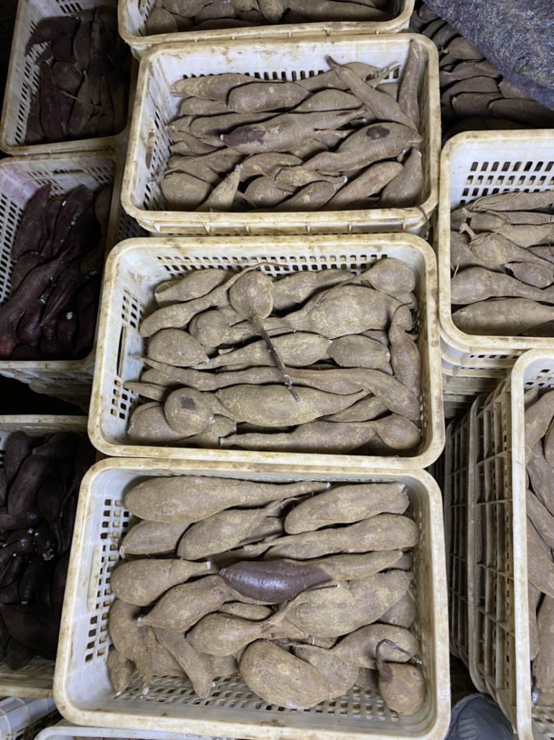红薯-紫薯可供电商一手货源可以全国发货