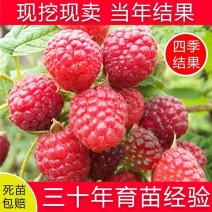 树莓苗双季树莓红黄黑紫树莓苗现挖现发包结果包成活