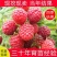 树莓苗双季树莓红黄黑紫树莓苗现挖现发包结果包成活