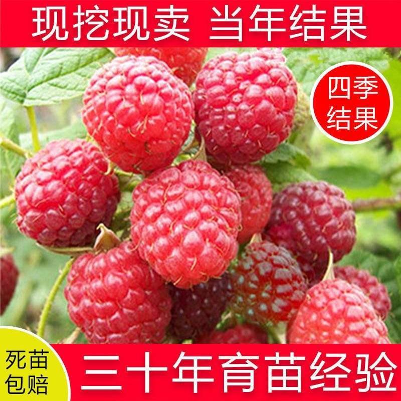 树莓苗双季树莓红黄黑紫树莓苗现挖现发包结果包成活