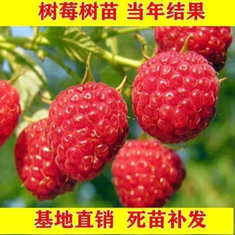 树莓苗双季树莓红黄黑紫树莓苗现挖现发包结果包成活