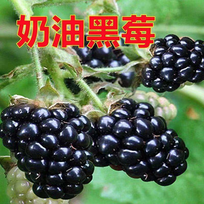 树莓苗双季树莓红黄黑紫树莓苗现挖现发包结果包成活