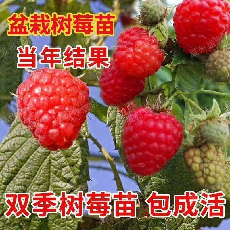 树莓苗双季树莓红黄黑紫树莓苗现挖现发包结果包成活