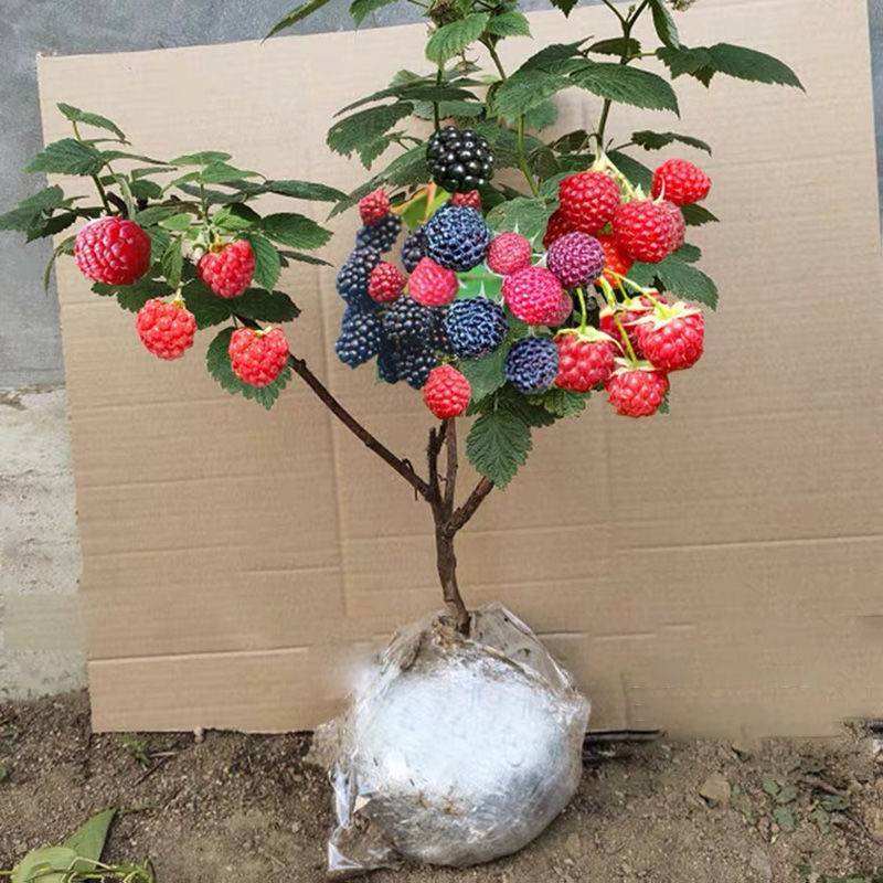树莓苗双季树莓红黄黑紫树莓苗现挖现发包结果包成活