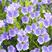 蓝蓟种子蓝刺头蓝蓟花种庭院观花种子蓝色景观花海四季花籽花