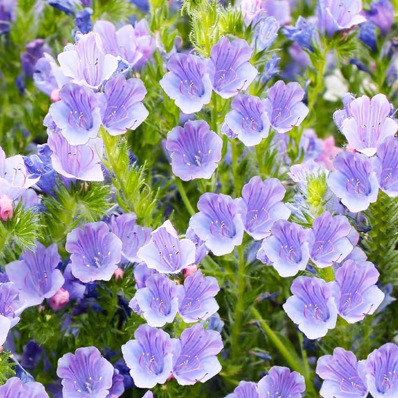 蓝蓟种子蓝刺头蓝蓟花种庭院观花种子蓝色景观花海四季花籽花