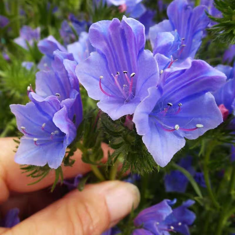 蓝蓟种子蓝刺头蓝蓟花种庭院观花种子蓝色景观花海四季花籽花