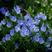 蓝蓟种子蓝刺头蓝蓟花种庭院观花种子蓝色景观花海四季花籽花