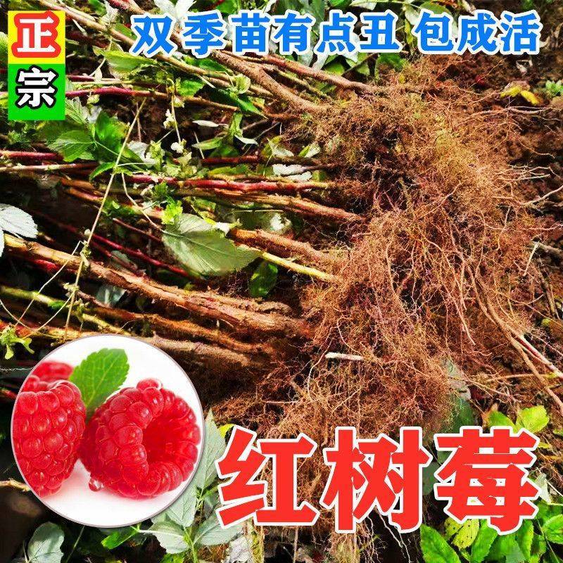 树莓苗双季树莓红黄黑紫树莓苗现挖现发包结果包成活