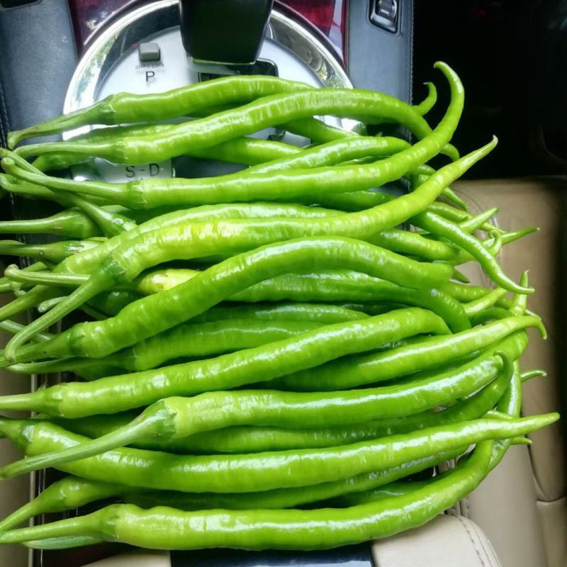 广西辣椒线椒大量上市2号杭椒，3号，8号线55号2荆条，螺线