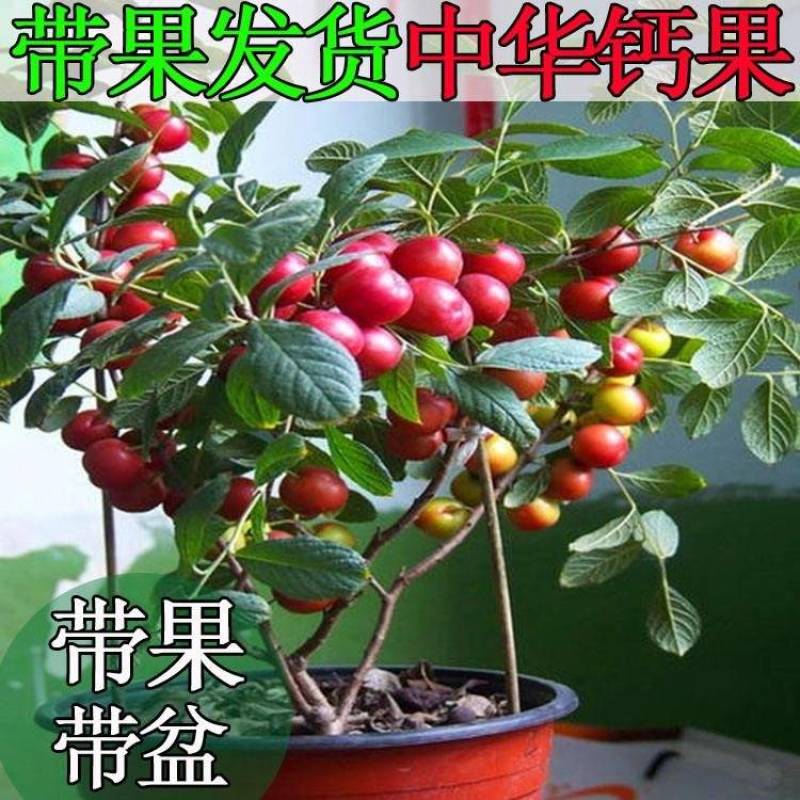 农大钙果苗8号钙果苗价格9号钙果苗批发