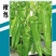 黄皮尖椒种子理想大果型