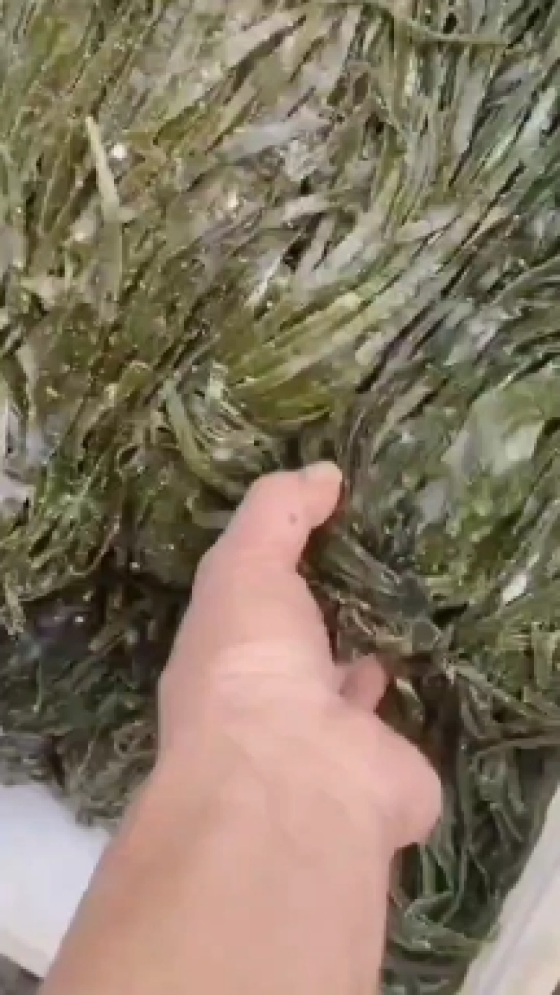 大连盐渍海带丝短丝长丝特级二绿厂家电商一件代发