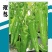 黄皮尖椒种子理想大果型