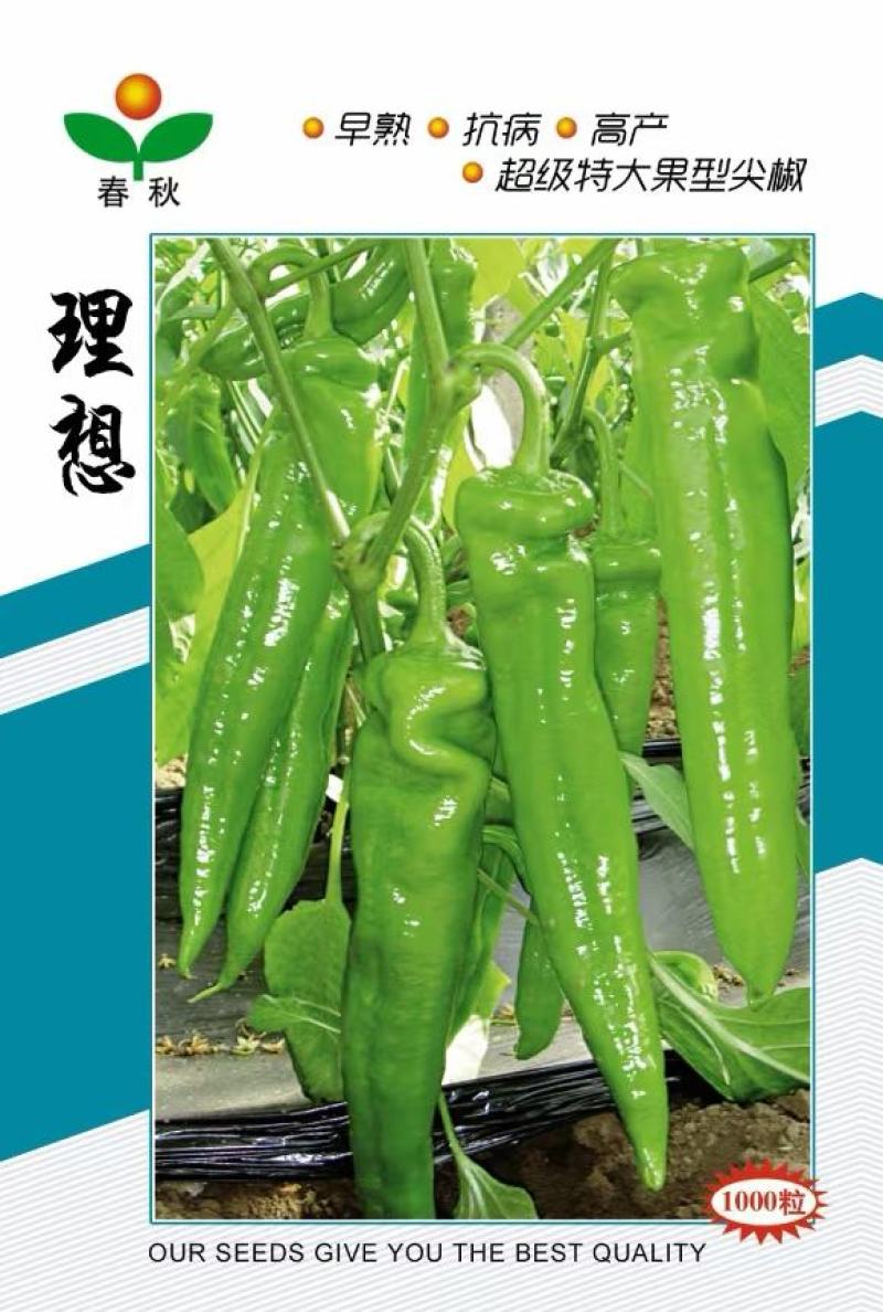 黄皮尖椒种子理想大果型