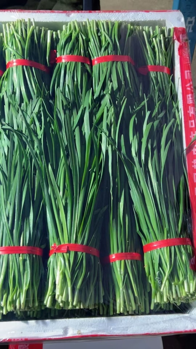 广东徐闻韭菜，新鲜现割二茬，三茬，大量货源。