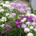 蜂室花种子屈曲花景观园林园艺鲜花种子四季播种庭院绿化观花