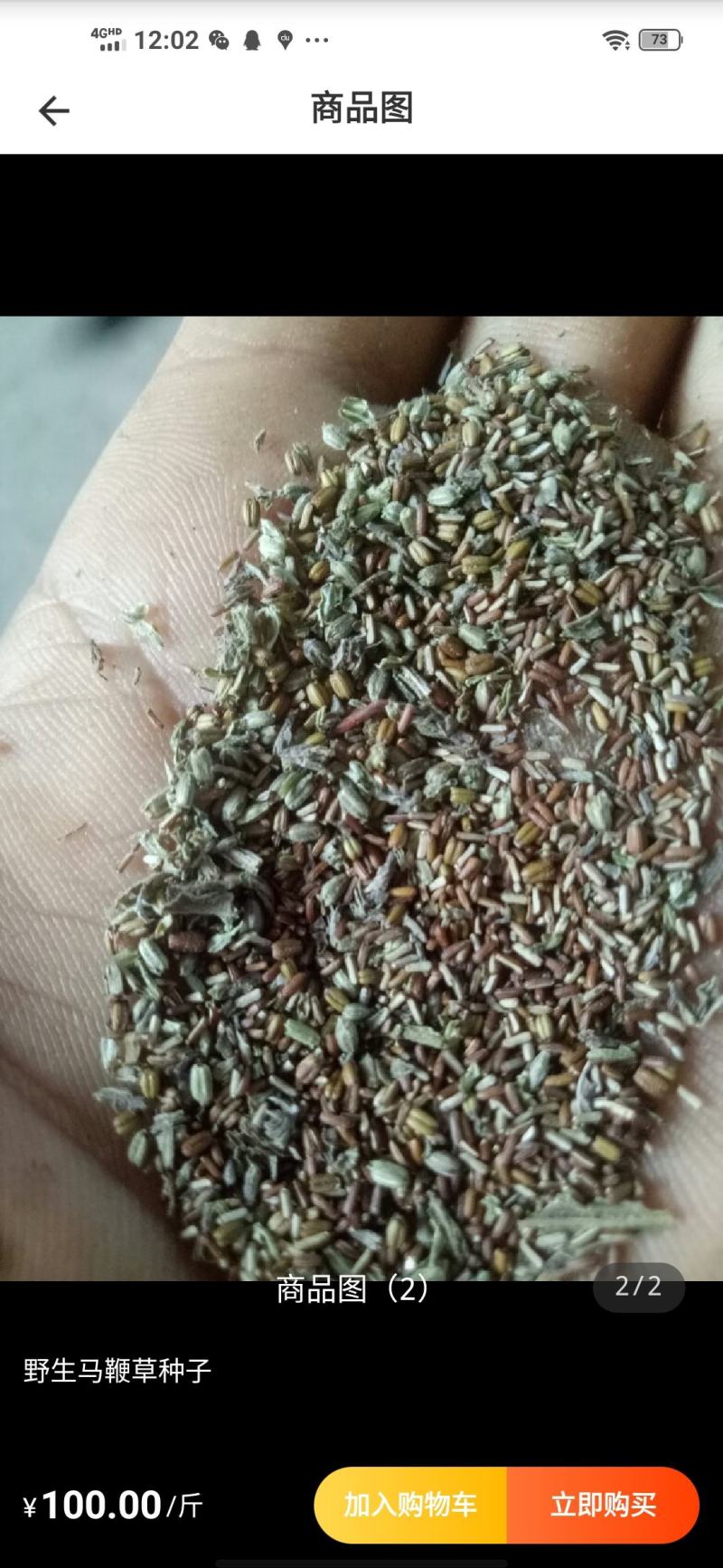 药用马鞭草种子新货，现货最后11公斤，先到先得