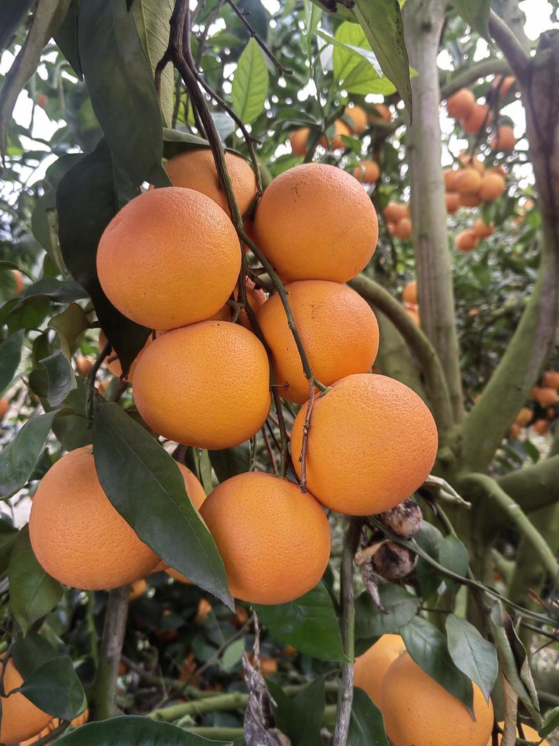 【实力橙子】玫瑰香血橙塔罗科血橙产地直发货全国超市市场对接