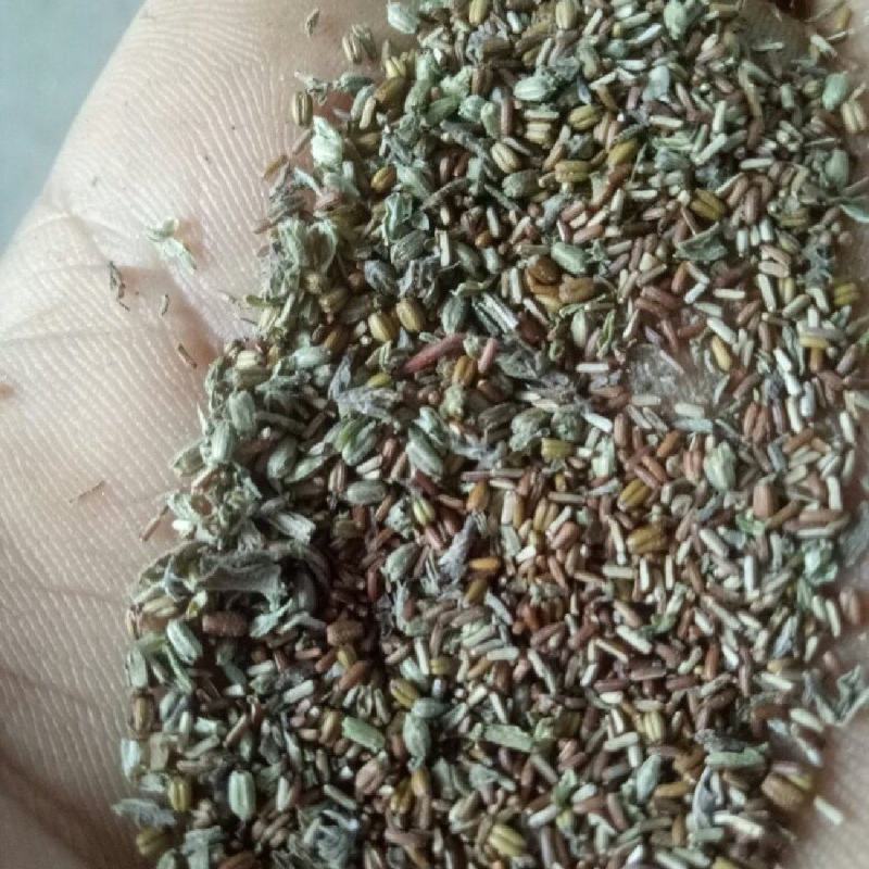 药用马鞭草种子新货，现货最后11公斤，先到先得