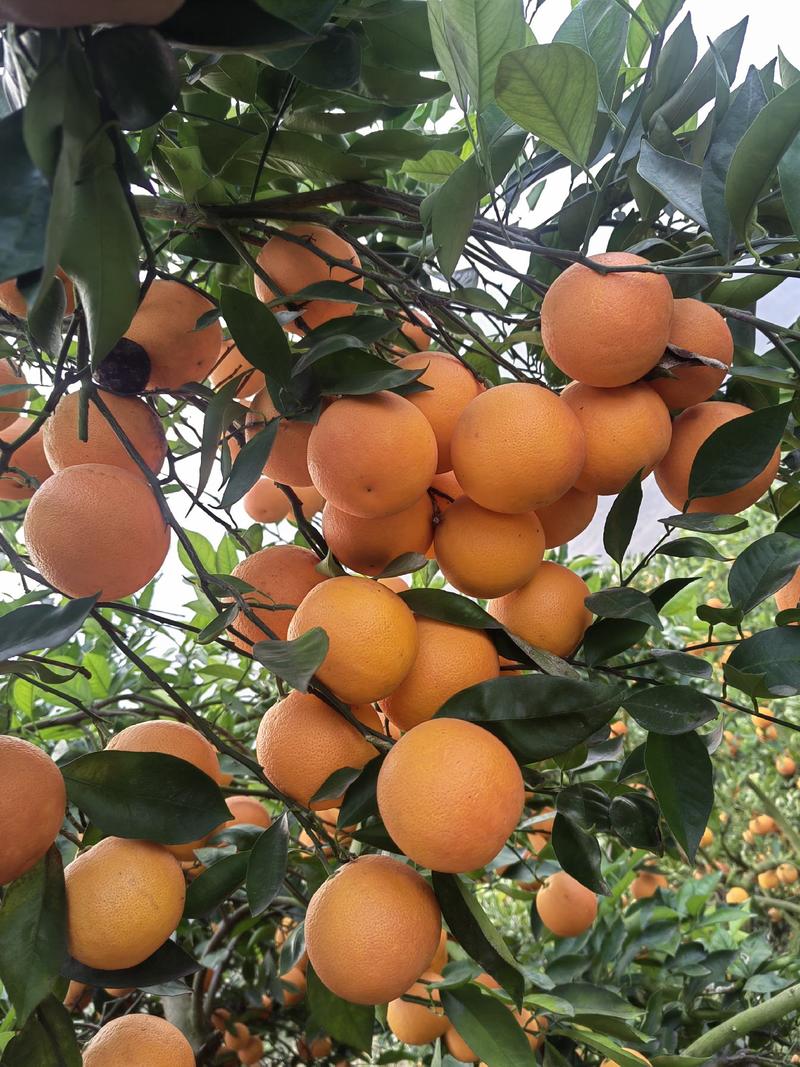 塔罗科血橙，精品血橙,玫瑰香血橙，万亩果园欢迎看货
