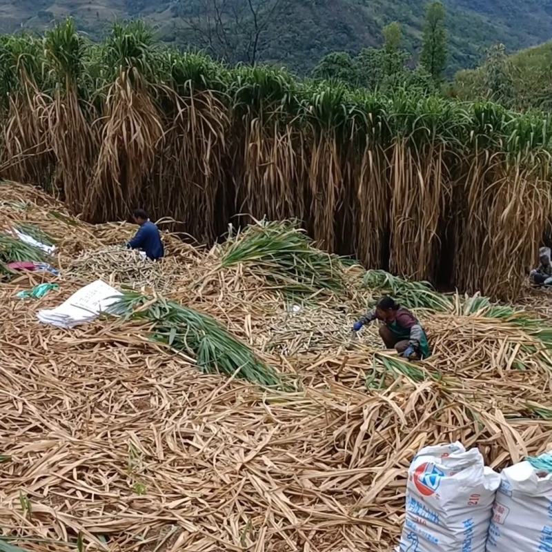 高产量牧草，甜象草，红象草，皇竹草，早上砍，下午发，现砍