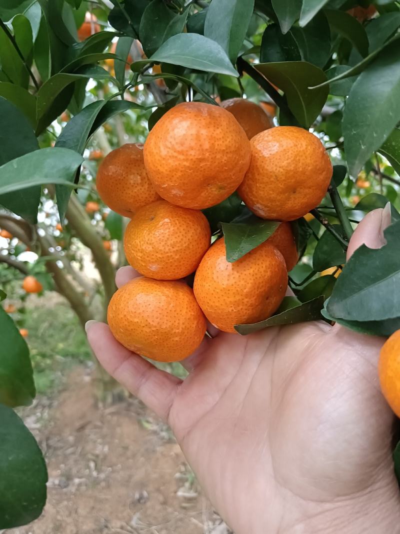 广西桂林正宗砂糖橘产地直发货量充足量大从优