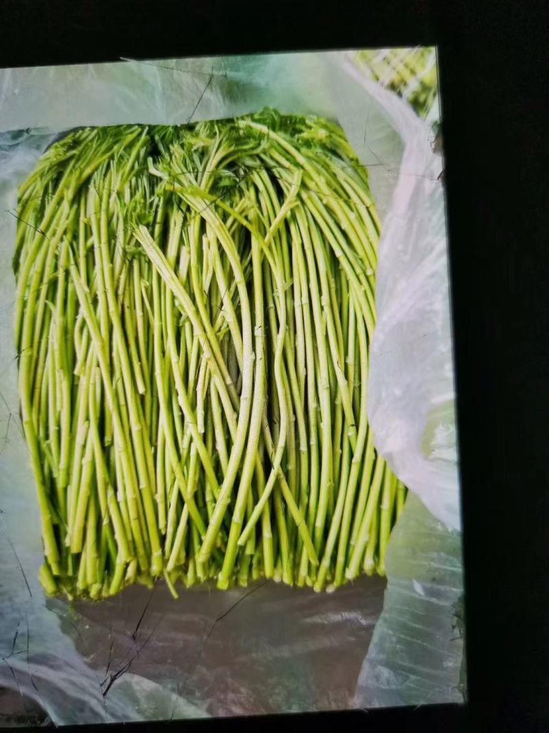 新鲜的芦蒿现以大量上市，欢迎广大客户定购
