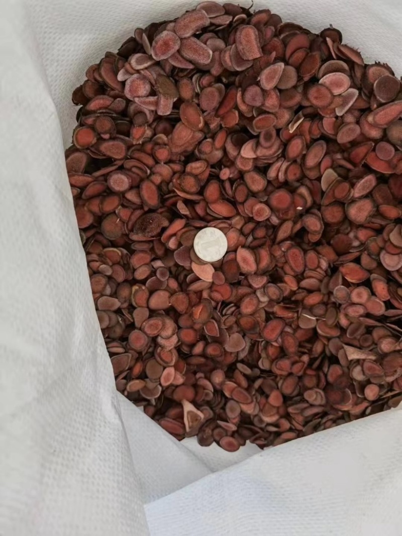 鹿茸片