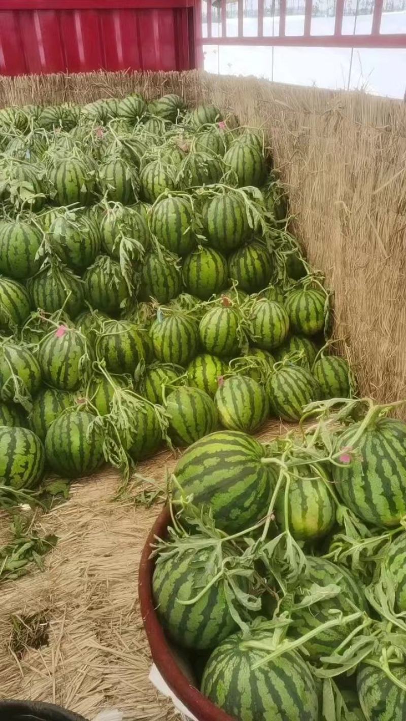 灵武台农高品质无子麒麟西瓜大量供货量大对接全国批发