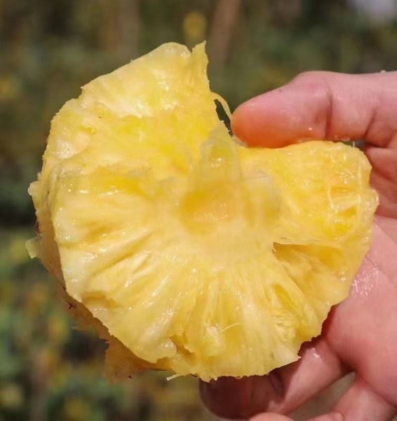 金钻凤梨/菠萝/海南17号金钻凤梨基地直发，全国供货