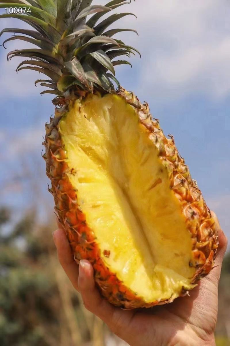 金钻凤梨/菠萝/海南17号金钻凤梨基地直发，全国供货